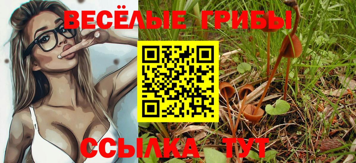 Псилоцибиновые грибы Psilocybe Добрянка